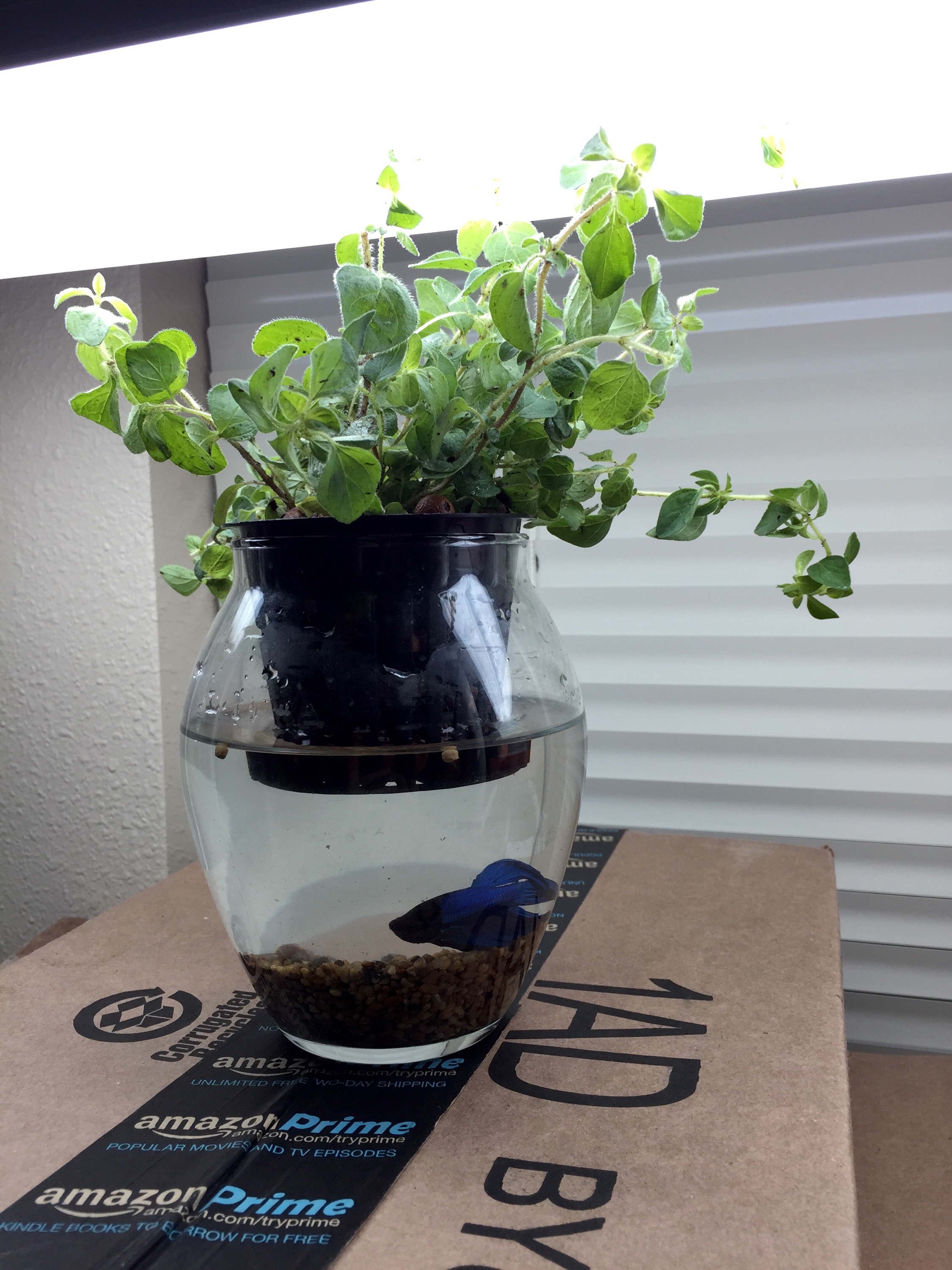grow trial: vase aquaponics betta fish – microponics